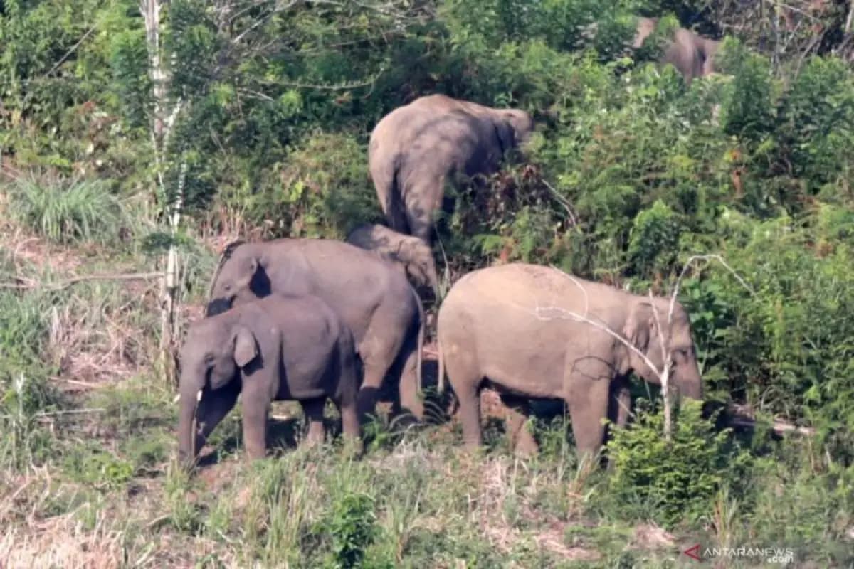 Gajah Liar Sasar Pemukiman di Sampoiniet, Ini Langkah BKSDA