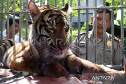 Harimau Sumatra Makin Dekat ke Permukiman, BKSDA Aceh Turun Tangan di Gayo Lues